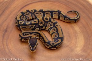 African import ball python for sale