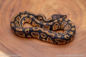 African import ball python for sale