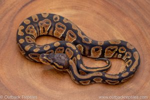 African import ball python for sale