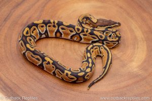 African import ball python for sale