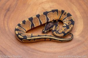 African import ball python for sale