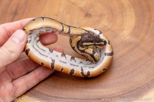 African import ball python for sale