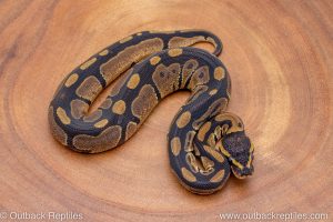 African import ball python for sale