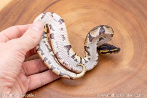 African import ball python for sale