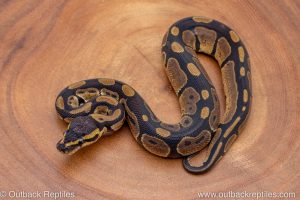 African import ball python for sale