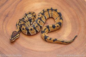 African import ball python for sale