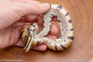 African import ball python for sale