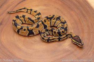 African import ball python for sale