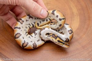 African import ball python for sale