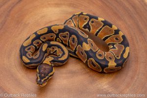 African import ball python for sale