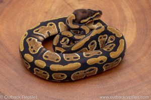 African import ball python for sale