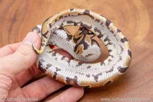 African import ball python for sale
