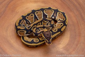 African import ball python for sale