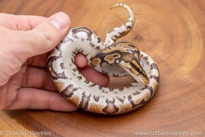 African import ball python for sale
