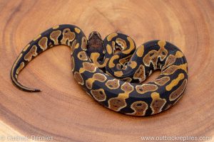 African import ball python for sale