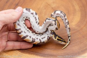 African import ball python for sale