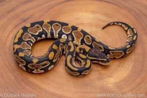 African import ball python for sale