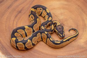 African import ball python for sale