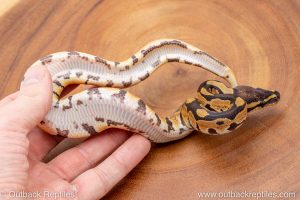 African import ball python for sale