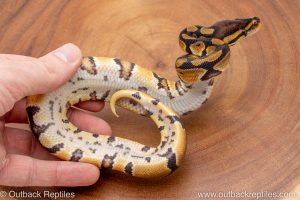 African import ball python for sale