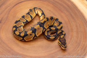 African import ball python for sale