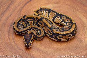 African import ball python for sale