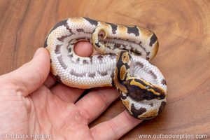 African import ball python for sale