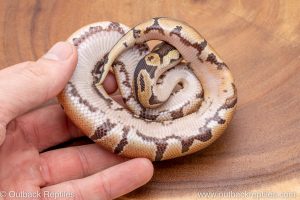 African import ball python for sale