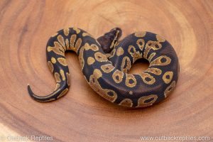 African import ball python for sale
