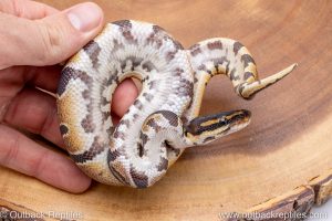 African import ball python for sale