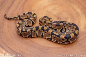 African import ball python for sale