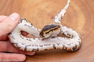 African import ball python for sale