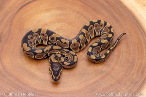 African import ball python for sale