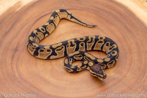 African import ball python for sale