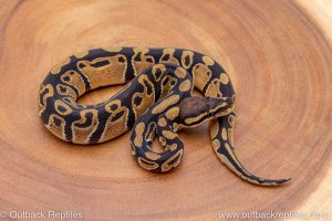 African import ball python for sale