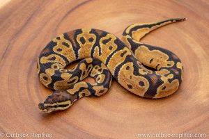 African import ball python for sale