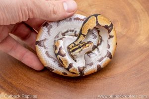 African import ball python for sale