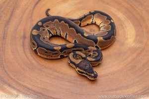 African import ball python for sale