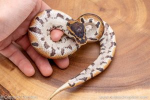 African import ball python for sale