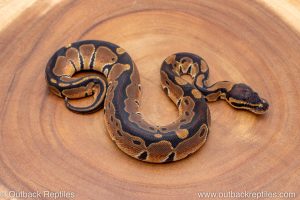 African import ball python for sale