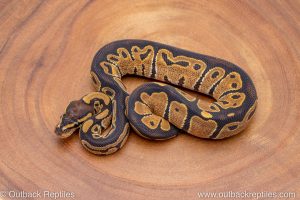 African import ball python for sale