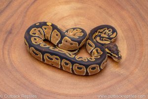 African import ball python for sale