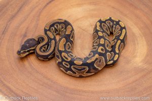 African import ball python for sale