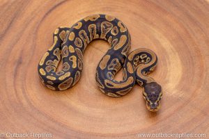 African import ball python for sale