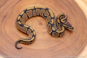 African import ball python for sale