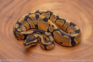 African import ball python for sale
