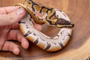 African import ball python for sale