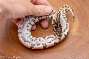 African import ball python for sale
