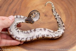 African import ball python for sale