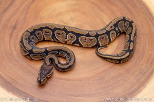 African import ball python for sale